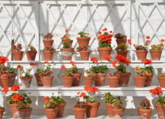 La serra da balcone 508 0 042 La serra da balcone